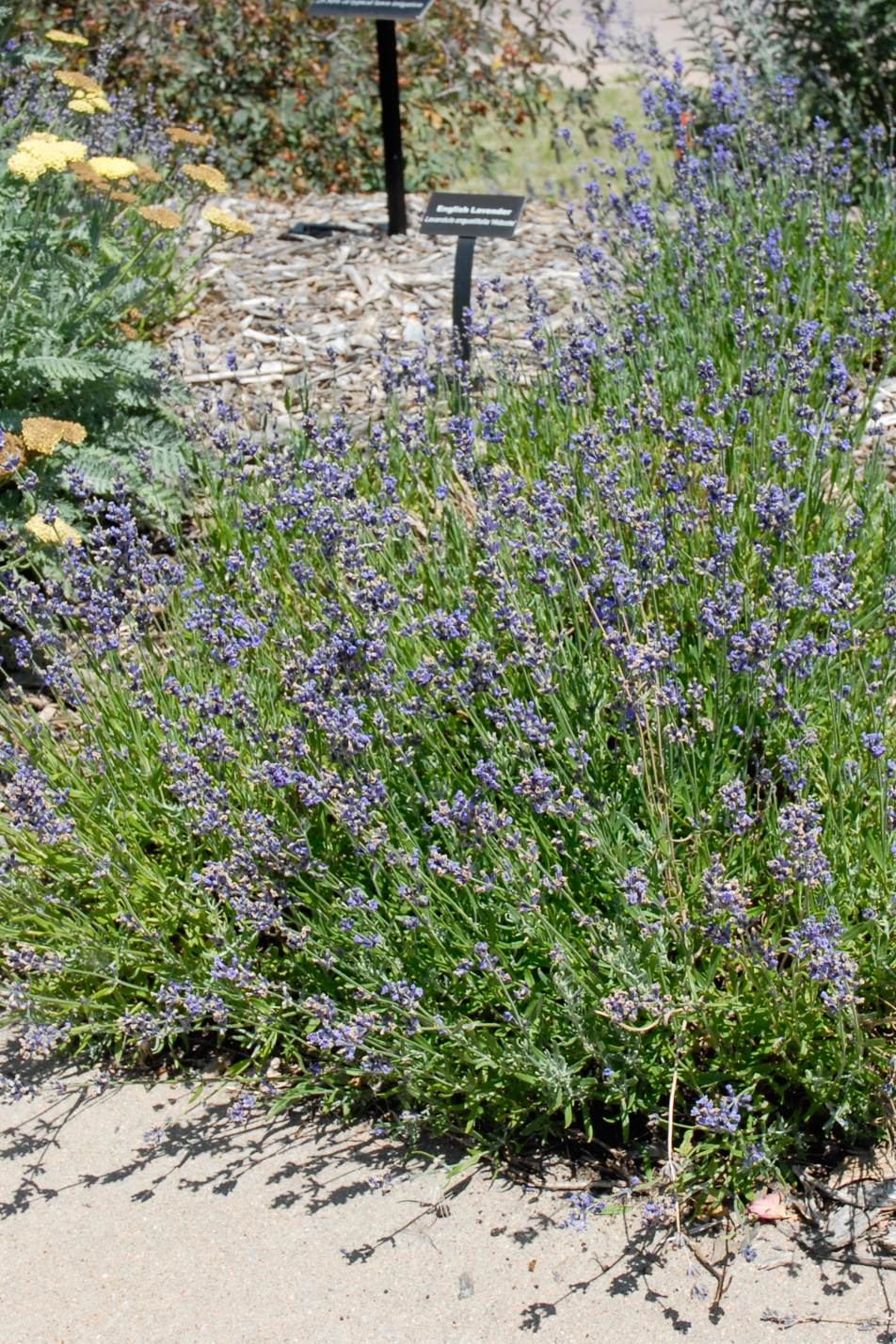 Hidcote English Lavender